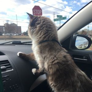 Meet your Posher, Lena